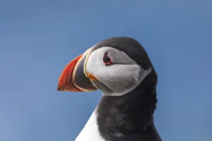 Portrait of an Atlantic Puffin in the island of Mykines. Faroe Islands Portrait of an Atlantic Puffin in the island of Mykines. Faroe Islands
