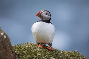 Portrait of an Atlantic Puffin in the island of Mykines. Faroe Islands Portrait of an Atlantic Puffin in the island of Mykines. Faroe Islands