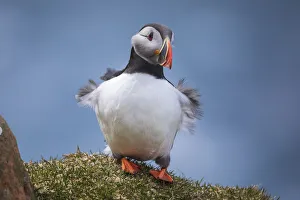 Portrait of an Atlantic Puffin with ruffled feather due to the wind gusts. Island of Mykines. Faroe Islands Portrait of an Atlantic Puffin with ruffled feather due to the wind gusts. Island of Mykines. Faroe Islands
