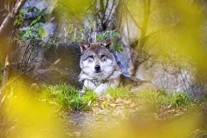 Portrait of grey wolf (Canis lupus Linnaeus) between autumn colors. Tyrol, Austria Portrait of grey wolf (Canis lupus Linnaeus) between autumn colors. Tyrol, Austria