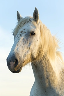 Portrait of white horses head, The Camargue, France Portrait of white horses head, The Camargue, France