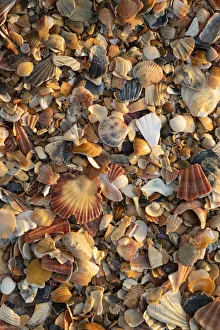 Portugal, Algarve, Lagos, Sea shells on beach Portugal, Algarve, Lagos, Sea shells on beach