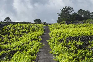 Portugal, Azores, Pico Island, Cabritos, vineyard in volcanic stone Portugal, Azores, Pico Island, Cabritos, vineyard in volcanic stone