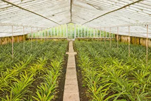 Portugal, Azores, Sao Miguel Island, Ponta Delgada, native Sao Miguel pineapples inside Portugal, Azores, Sao Miguel Island, Ponta Delgada, native Sao Miguel pineapples inside