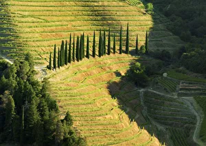 Portugal, Douro, Terraced vineyards and trees Portugal, Douro, Terraced vineyards and trees
