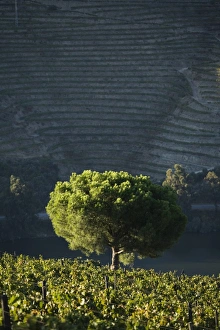 Portugal, Douro Valley, Pinhao Portugal, Douro Valley, Pinhao