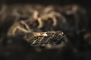 puff adder (Bitis arietans) in the Northern Serengeti, Tanzania puff adder (Bitis arietans) in the Northern Serengeti, Tanzania