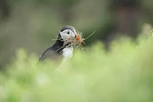 Nesting Material Gallery: Puffin (Fratercula arctica) with nesting material, Great saltee Island, Co