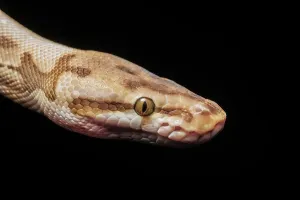 Royal Python Prints: Royal Python (Python regius) - captive bred Spider Ball Python Morph, Ontario, Canada