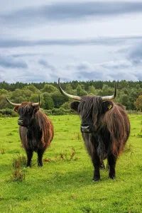 Highland Cow Prints: Highland Cows Print, Deeside Landscape