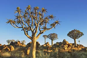 Keetmanshoop Collection: Quiver tree (Kokerboom) and bizarr rocks - Namibia, Karas, Keetmanshoop