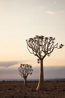 Quiver trees at dusk in the Fish River Canyon; Namibia; Southern Africa Quiver trees at dusk in the Fish River Canyon; Namibia; Southern Africa