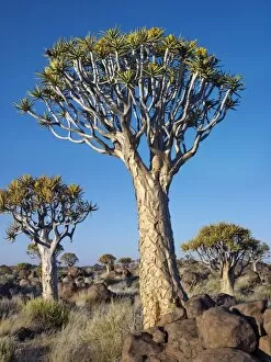 Images Dated 1st July 2006: Quivertrees in a forest, close to the Southern Kalahari