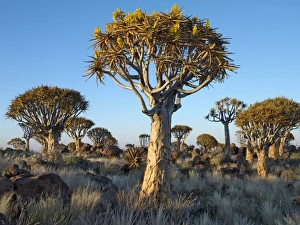 Quivertrees in a forest, close to the Southern Kalahari Quivertrees in a forest, close to the Southern Kalahari
