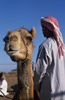 A racing camel waits its turn at Al Shariq race track A racing camel waits its turn at Al Shariq race track