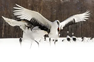 Red crowned cranes, Tsurui, Hokkaido, Japan
