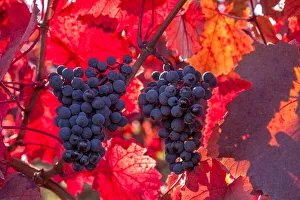Red grapes on the Vineyard, Southwest Wine Route, Rhineland-Palatinate, Germany Red grapes on the Vineyard, Southwest Wine Route, Rhineland-Palatinate, Germany