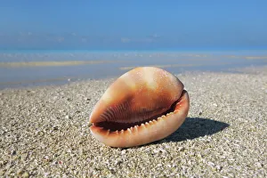 South Male Atoll Gallery: Red helmet shell - Maldives, South Male Atoll, Mahaanaelhihuraa - Rihiveli
