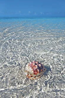 South Male Atoll Gallery: Red helmet shell in tropical lagoon - Maldives, South Male Atoll