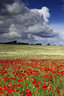 Red poppies field, near Vladimir-Volynsky, Volyn oblast, Ukraine Red poppies field, near Vladimir-Volynsky, Volyn oblast, Ukraine
