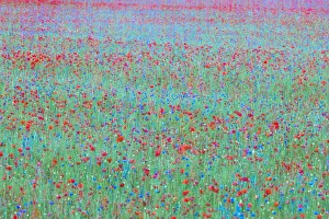 Red poppys and blue cornflowers growing in a meadow in Umbria, Italy Red poppys and blue cornflowers growing in a meadow in Umbria, Italy