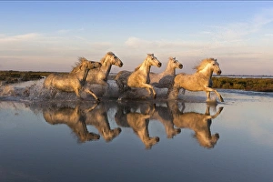 Reflection of white horses of the Camargue running through a shallow lake, Camargue Reflection of white horses of the Camargue running through a shallow lake, Camargue