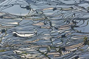 Reflections of water filled rice terraces, Yuanyang County, Honghe, Yunnan Province Reflections of water filled rice terraces, Yuanyang County, Honghe, Yunnan Province