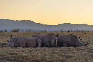 Rhinoceros at dawn, Botlierskop Private Game Reserve, Western Cape, South Africa Rhinoceros at dawn, Botlierskop Private Game Reserve, Western Cape, South Africa