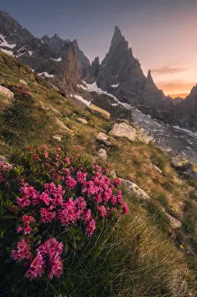 Rhododendron Ferrugineum growing near Freney Glacier Italian alps Rhododendron Ferrugineum growing near Freney Glacier Italian alps