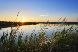 Rice fields at sunset. Comporta, Alentejo, Portugal Rice fields at sunset. Comporta, Alentejo, Portugal
