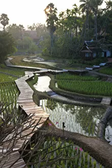 Rice paddies nr Chiang Mai, Thailand