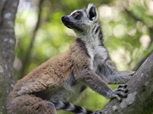 A ring-tailed lemur (Lemur catta) in the Canyon des makis A ring-tailed lemur (Lemur catta) in the Canyon des makis
