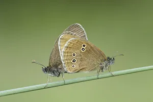 Ringlet Butterfly (Aphantopus hyperanthus), pair mating, Powerstock Common DWT reserve Ringlet Butterfly (Aphantopus hyperanthus), pair mating, Powerstock Common DWT reserve