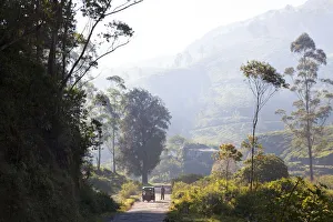 Road, Munnar, Western Ghats, Kerala, South India Road, Munnar, Western Ghats, Kerala, South India