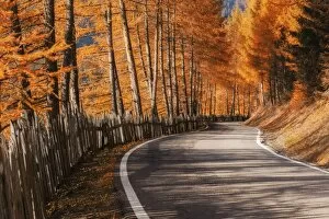 Autumn Landscape Gallery: The road to the Odle, Val di Funes, Dolomites, delimited by a characteristic wooden fence