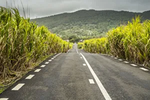 Road through sugar cane fields, Flacq District, Mauritius Road through sugar cane fields, Flacq District, Mauritius