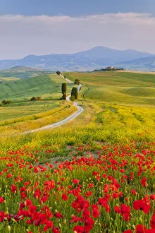 Road to Villa Terrapille, near Pienza, Tuscany, Italy Road to Villa Terrapille, near Pienza, Tuscany, Italy