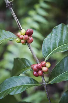Cash Crop Gallery: Robusta coffee berries on tree, Kalibaru, Java, Indonesia
