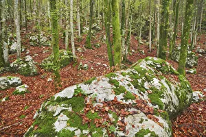 Rock formation mosscovered in deciduous forest - Slovenia, Gorenjska, Bohinjsko Jezero Rock formation mosscovered in deciduous forest - Slovenia, Gorenjska, Bohinjsko Jezero