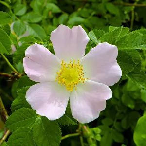 English Rose Gallery: Rosa Canina or Dog Rose - the true wild English Rose that inspired the expression