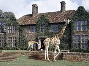 Wild Life Collection: Rothschild giraffes at The Giraffe Manor on the outskirts of Nairobi
