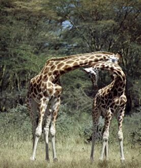 Two Rothschild giraffes neck in Lake Nakuru National Park