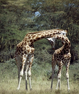 Two Rothschild giraffes neck in Lake Nakuru National Park Two Rothschild giraffes neck in Lake Nakuru National Park