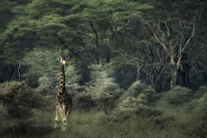 Lake Nakuru Collection: Rothschilds giraffe in Lake Nakuru National Park, Kenya