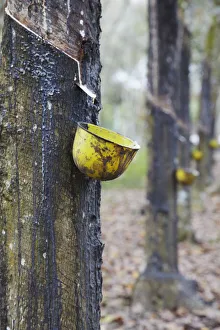 Rubber trees, Kebun Kandeng Lembu Plantation, Kalibaru, Java, Indonesia Rubber trees, Kebun Kandeng Lembu Plantation, Kalibaru, Java, Indonesia