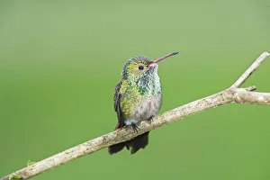 Rufous-tailed hummingbird (Amazilia tzacatl) on branch, Costa Rica Rufous-tailed hummingbird (Amazilia tzacatl) on branch, Costa Rica