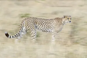 Running cheetah, Serengeti, Tanzania, Africa Running cheetah, Serengeti, Tanzania, Africa