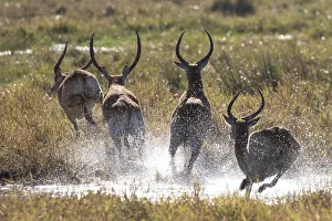 Running Lechwe, Okavango Delta, Botswana Running Lechwe, Okavango Delta, Botswana