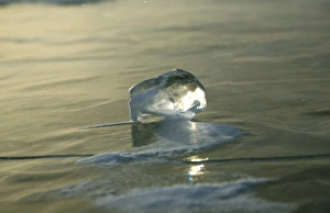 Russia, Siberia, Baikal; An ice cube formed on the surface of frozen Lake Baikal Russia, Siberia, Baikal; An ice cube formed on the surface of frozen Lake Baikal
