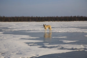 Russia, Siberia, Baikal; A wolf on frozen lake baikal Russia, Siberia, Baikal; A wolf on frozen lake baikal